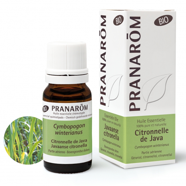 citronnelle-de-java